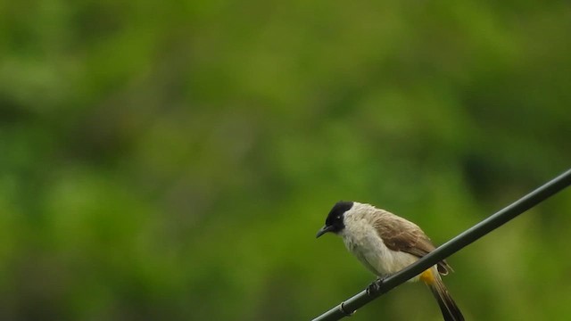 Bulbul Ventridorado - ML619923436