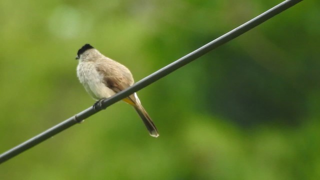 Bulbul Ventridorado - ML619923437