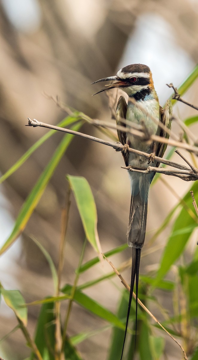White-throated Bee-eater - ML619923441