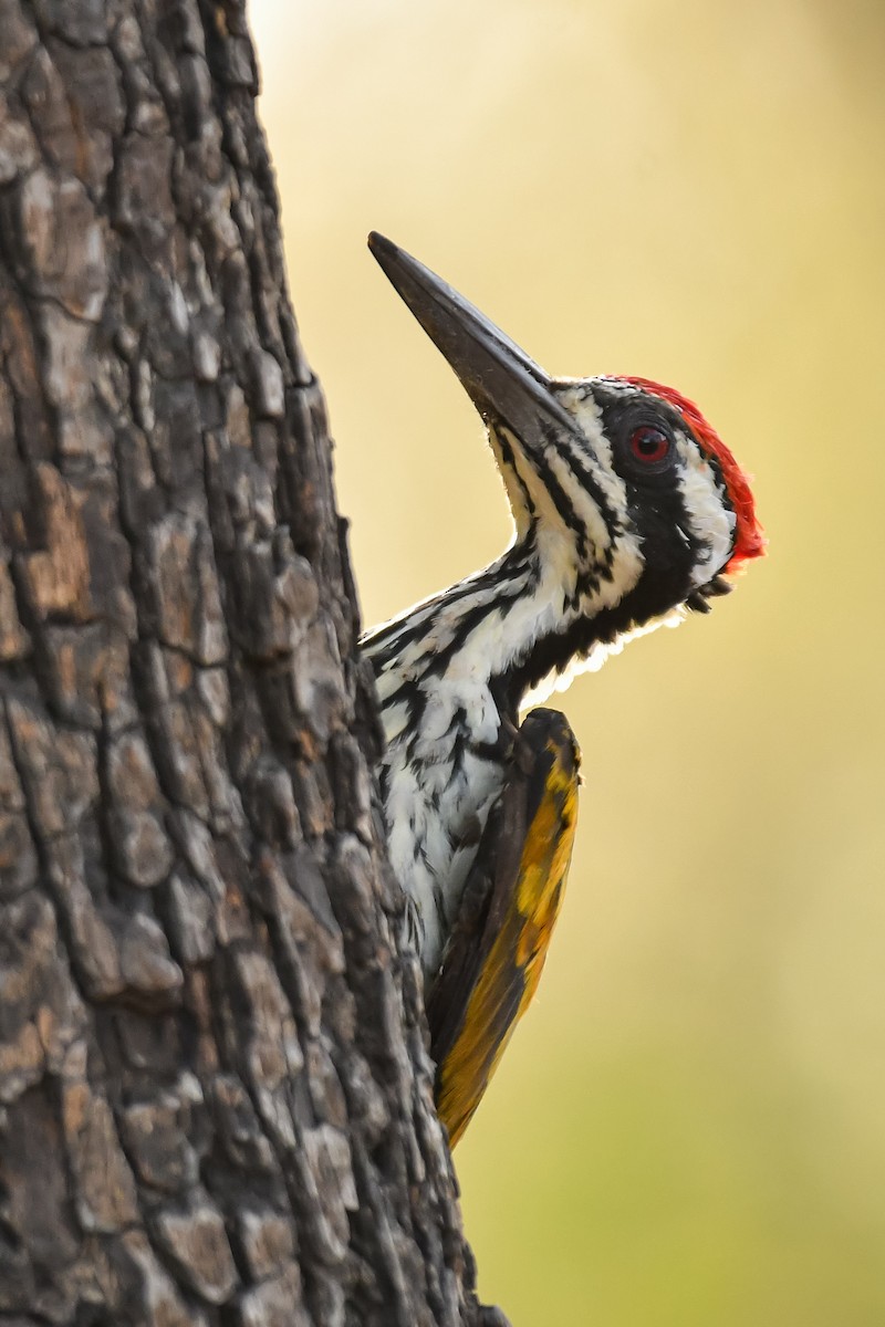 White-naped Woodpecker - ML619923458