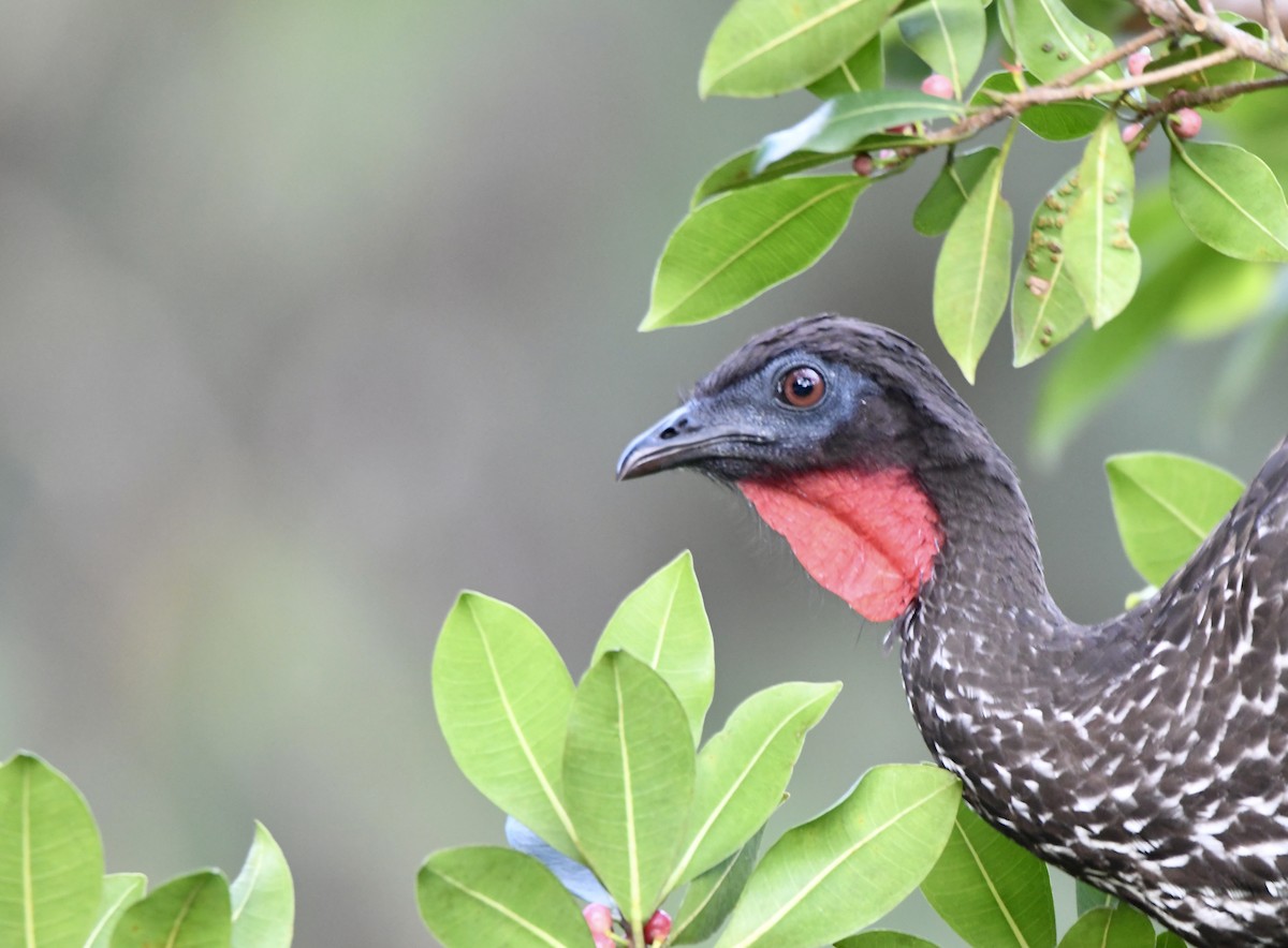 Crested Guan - ML619923459