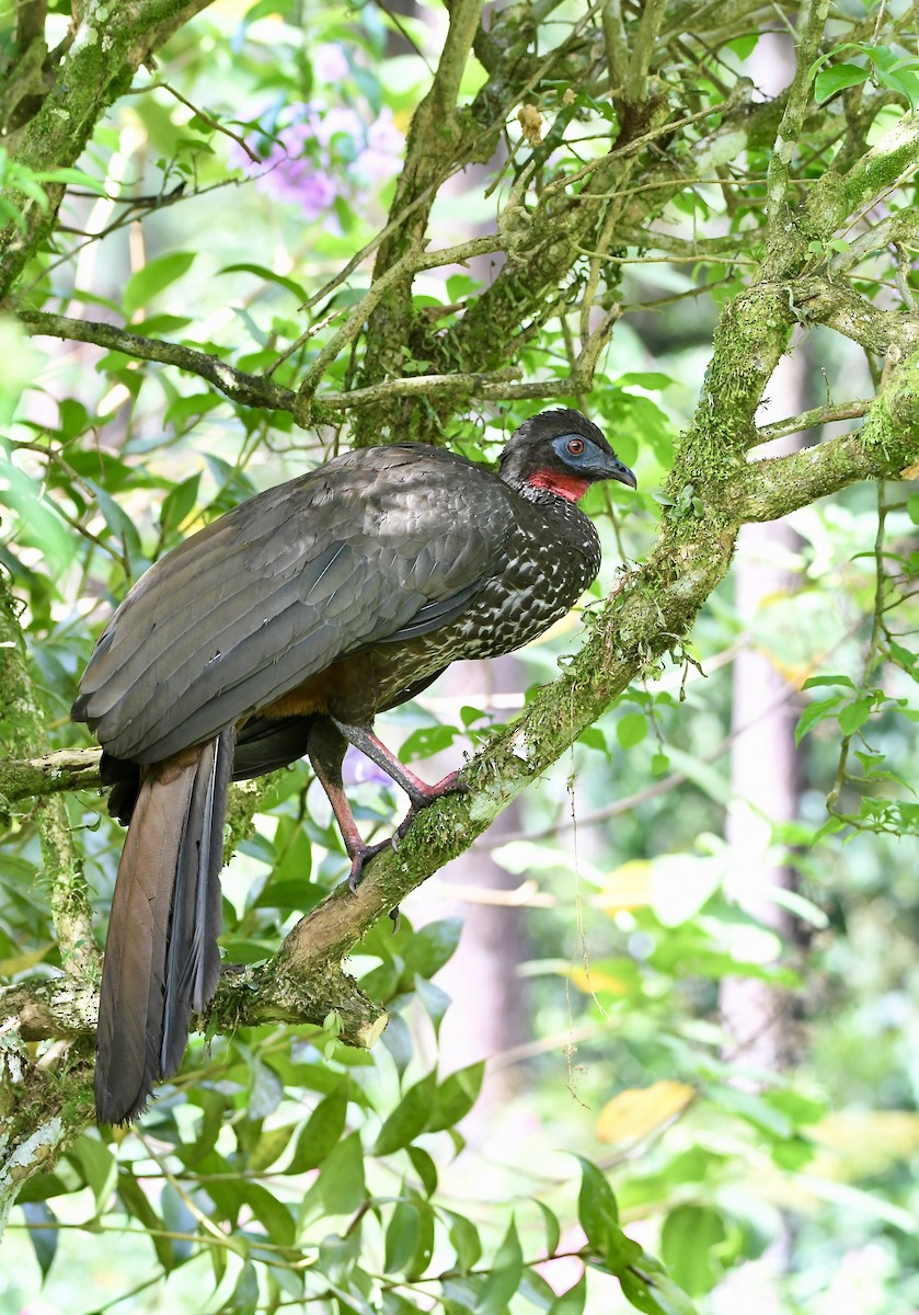Crested Guan - ML619923461