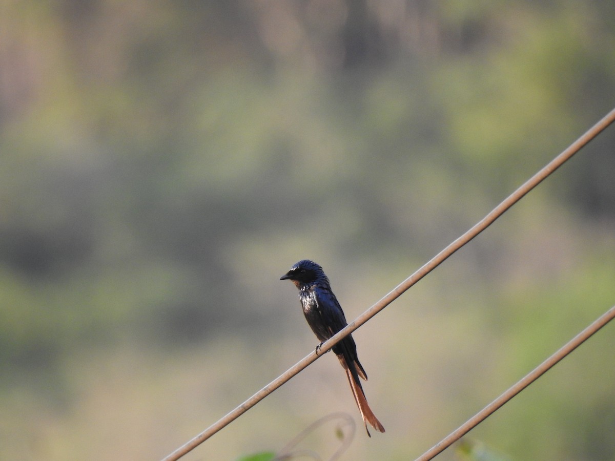 Bronzed Drongo - ML619923469