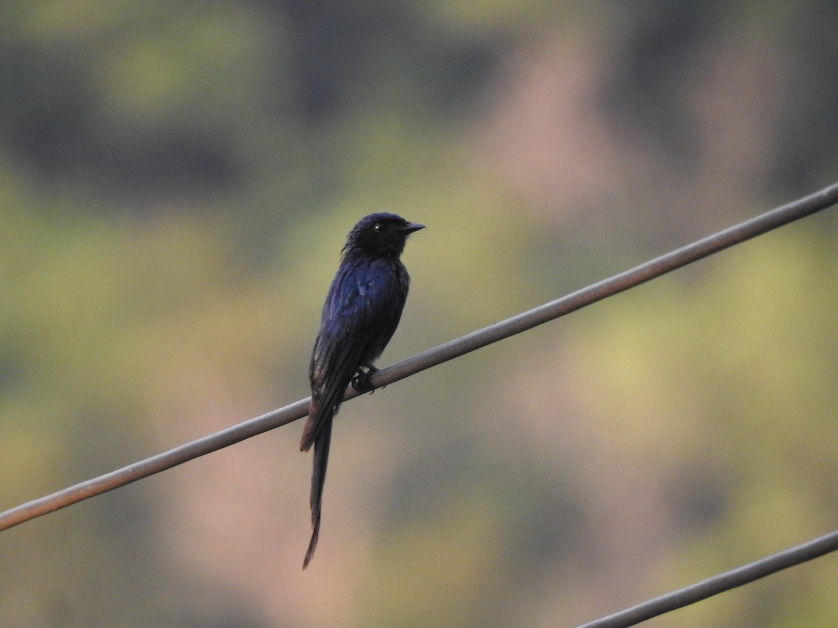 Bronzed Drongo - ML619923470