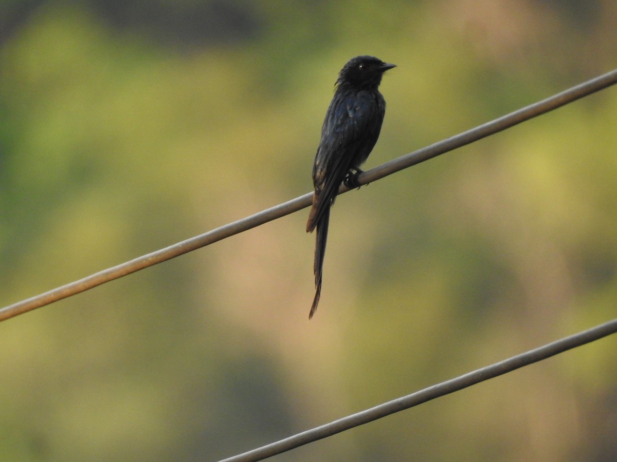 Bronzed Drongo - ML619923472