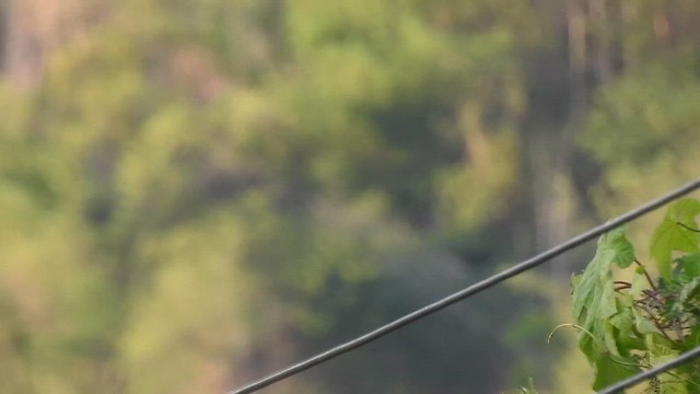 Bronzed Drongo - ML619923474