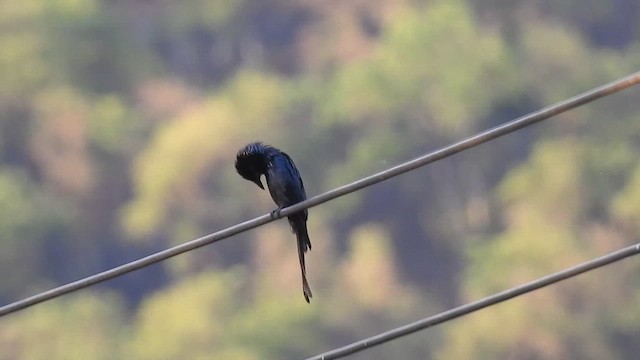 Drongo bronzé - ML619923475