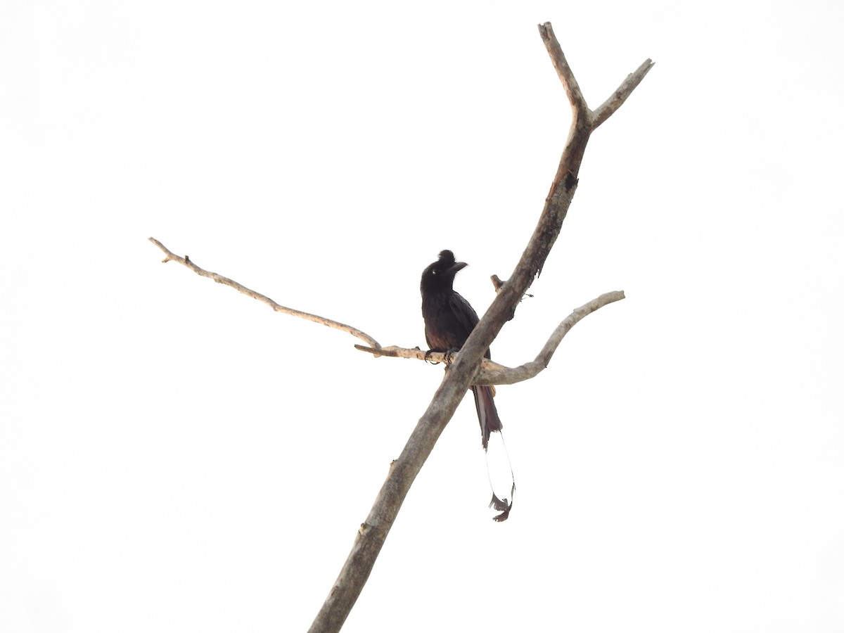 Greater Racket-tailed Drongo - ML619923478
