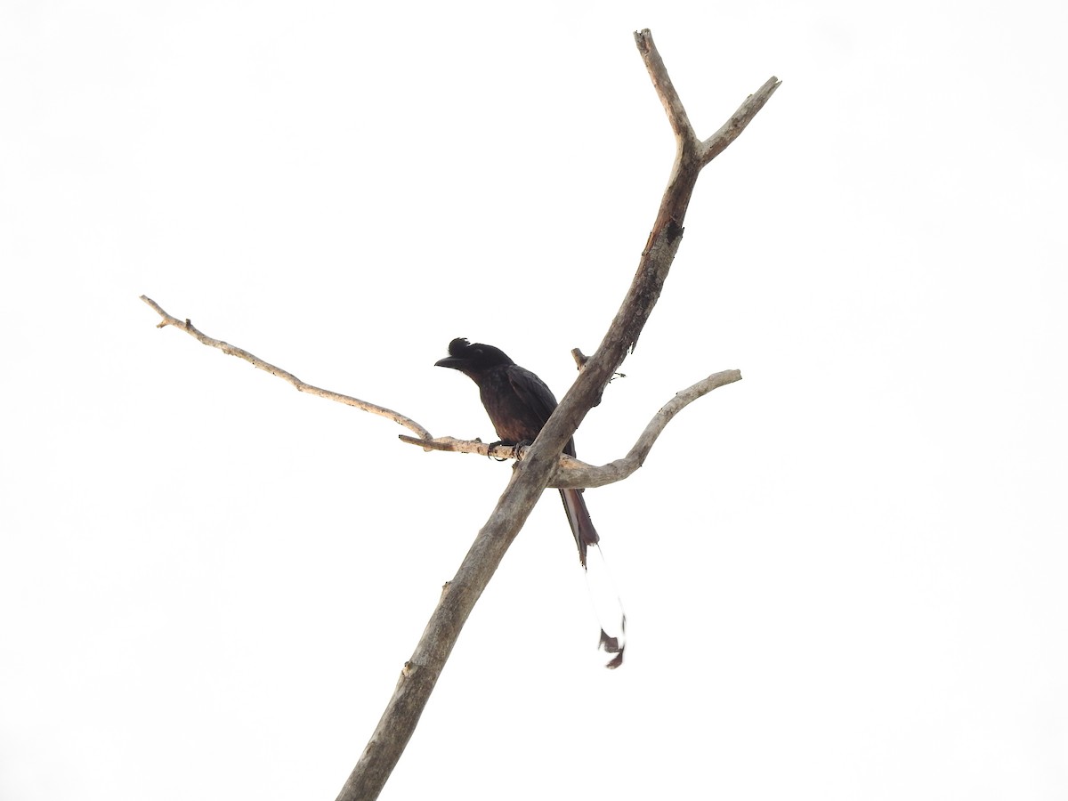 Greater Racket-tailed Drongo - ML619923479