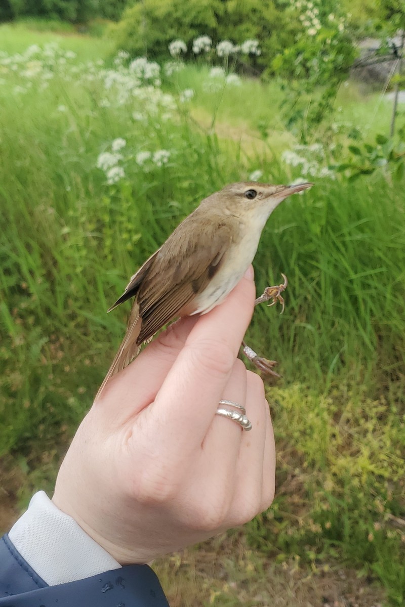 布氏葦鶯 - ML619923481