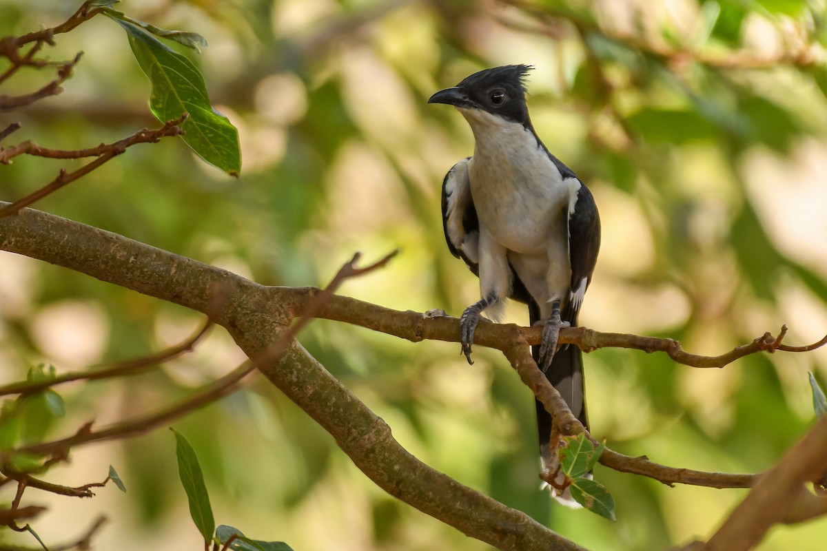 Pied Cuckoo - ML619923486