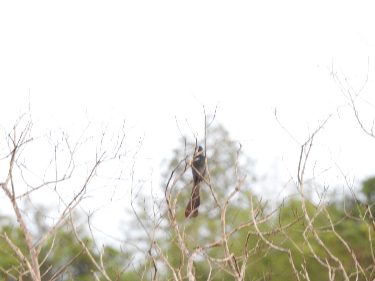 Racket-tailed Treepie - ML619923489