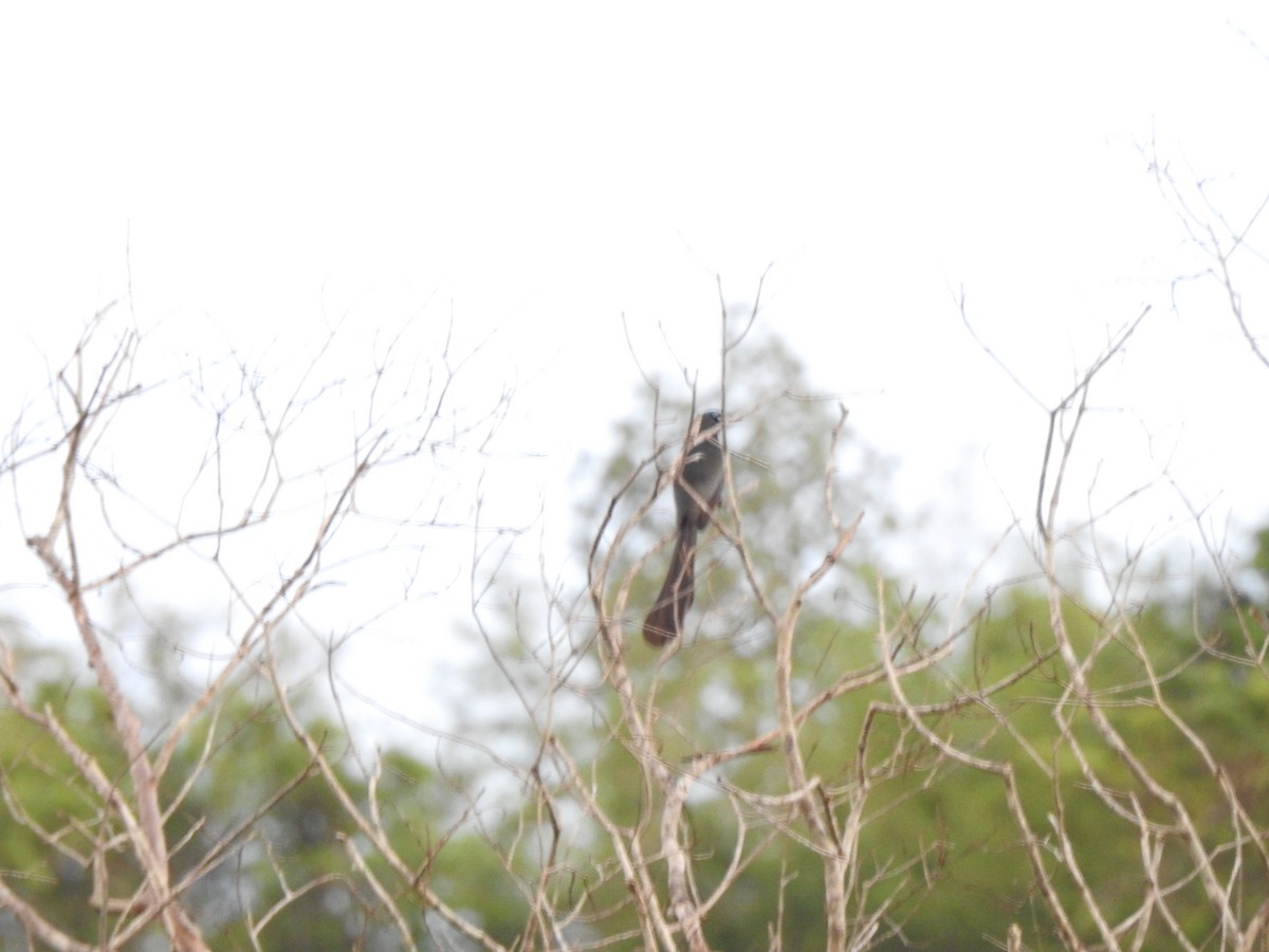 Racket-tailed Treepie - ML619923490