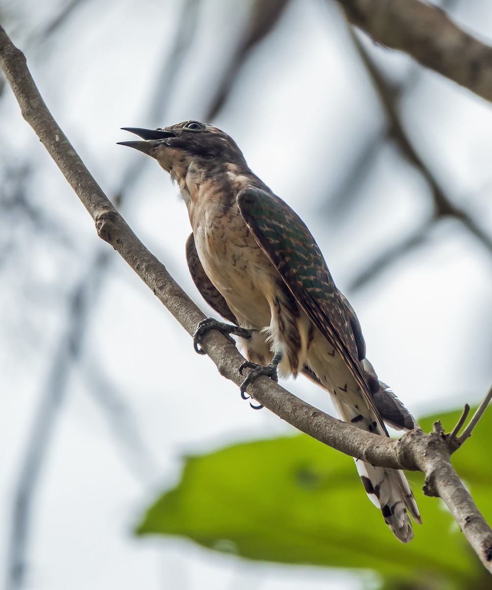 Klaas's Cuckoo - ML619923497