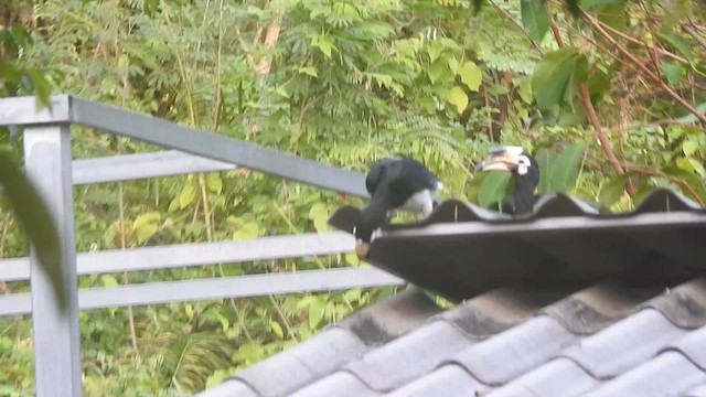 orienthornfugl - ML619923514