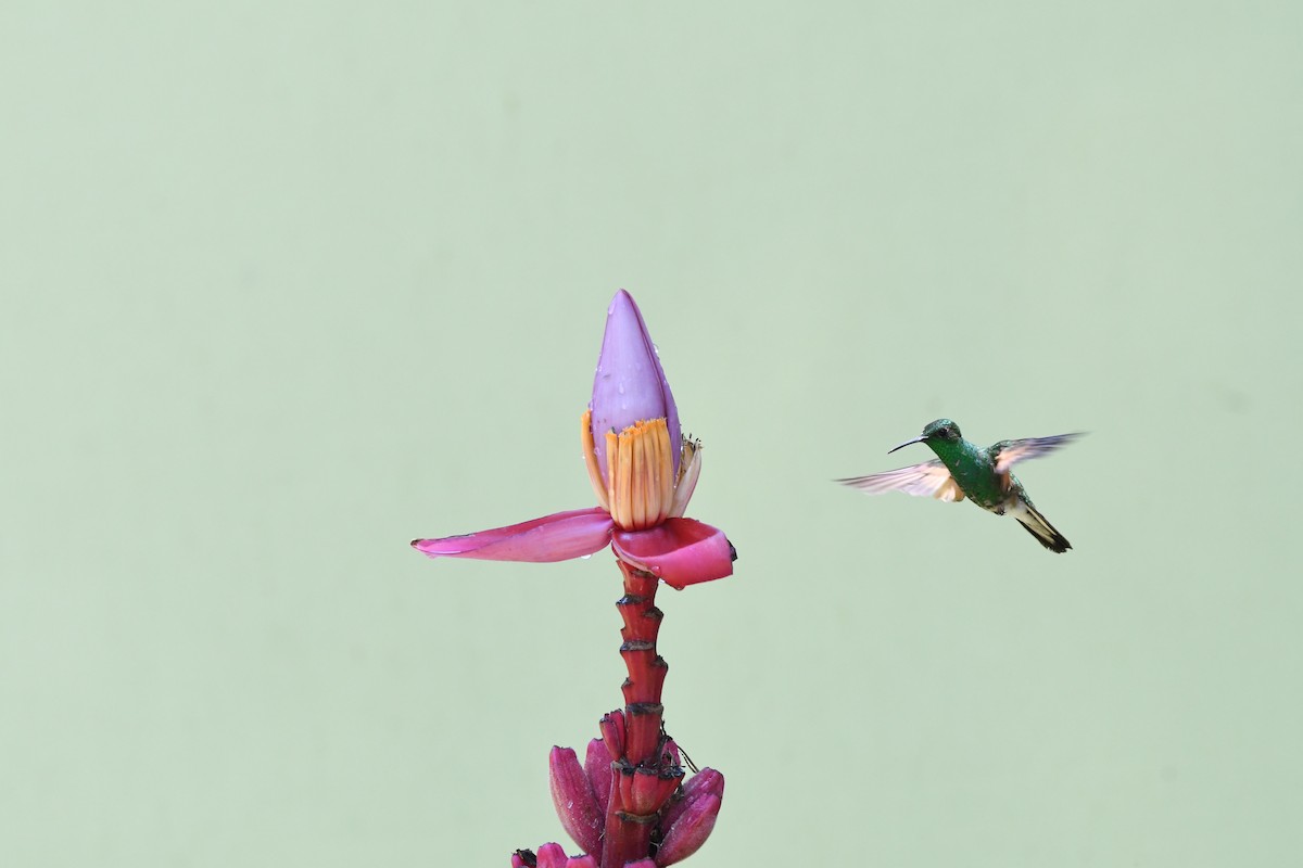 kolibřík měděnohlavý - ML619923517