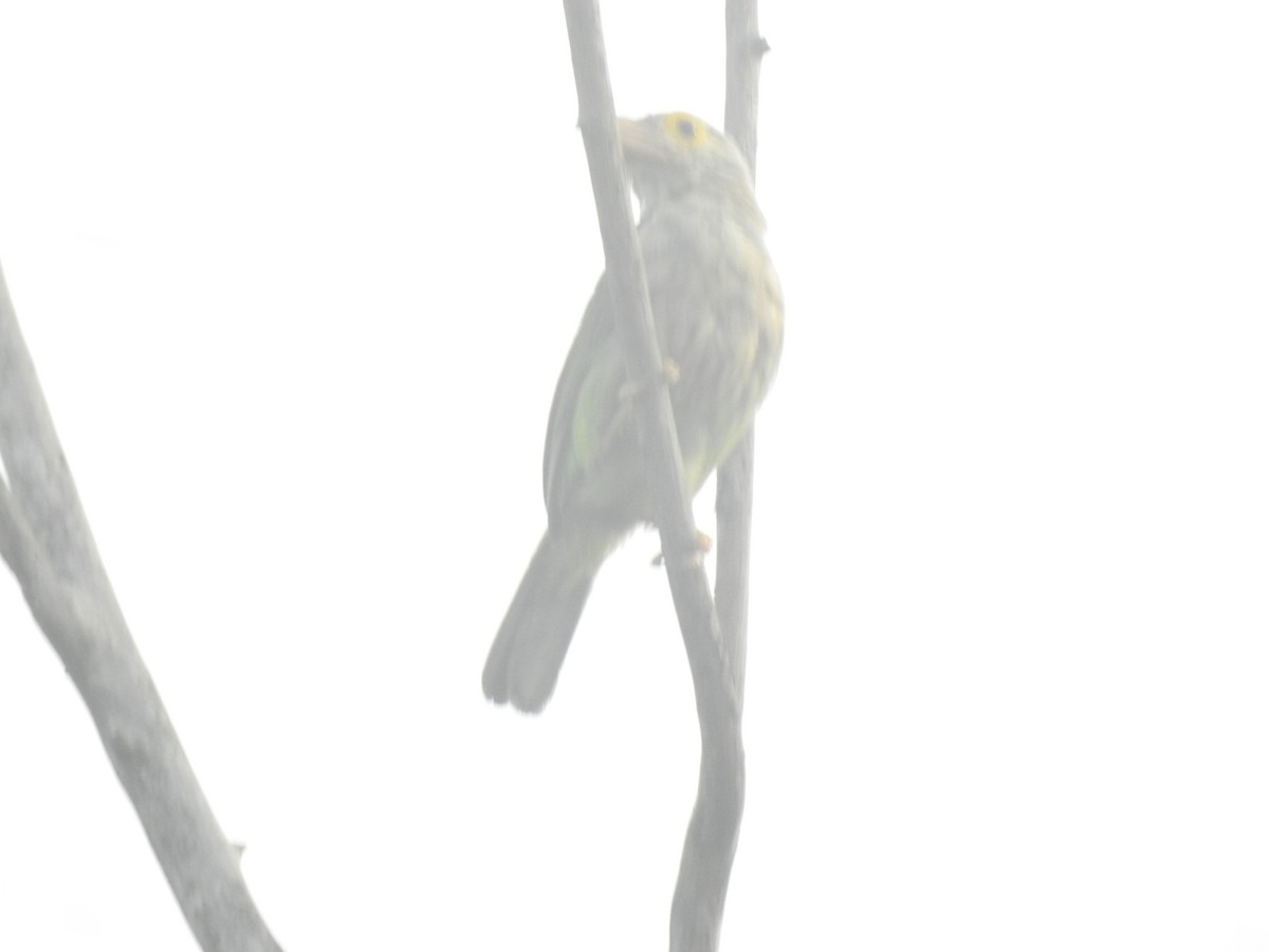 Streifenbartvogel - ML619923521