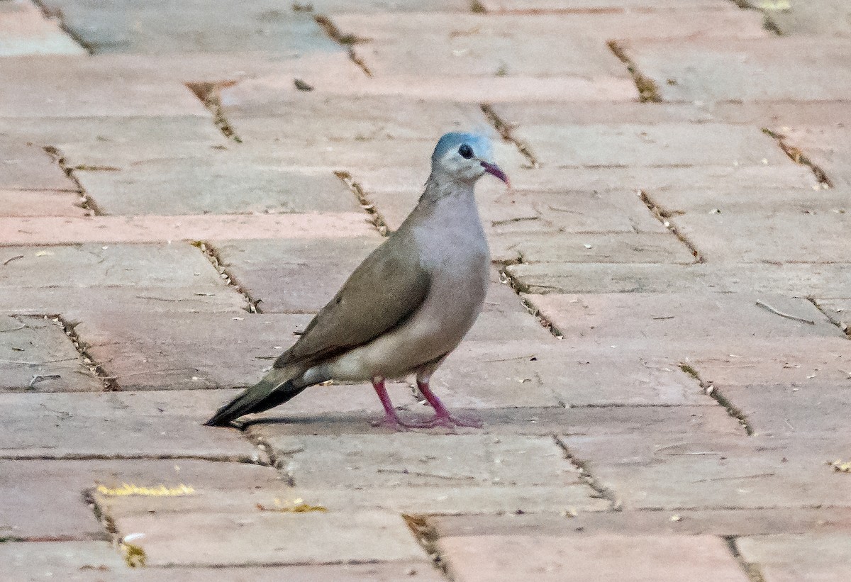 Blue-spotted Wood-Dove - ML619923530
