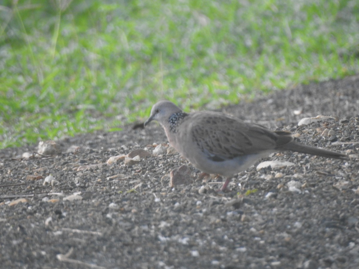 Spotted Dove (Eastern) - ML619923538