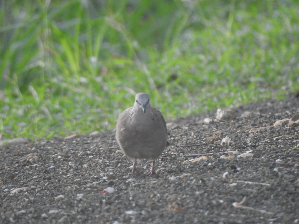 Spotted Dove (Eastern) - ML619923540