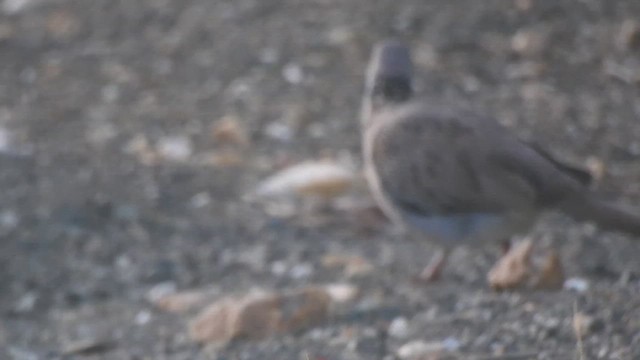 Spotted Dove (Eastern) - ML619923541