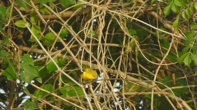 Common Iora - ML619923556