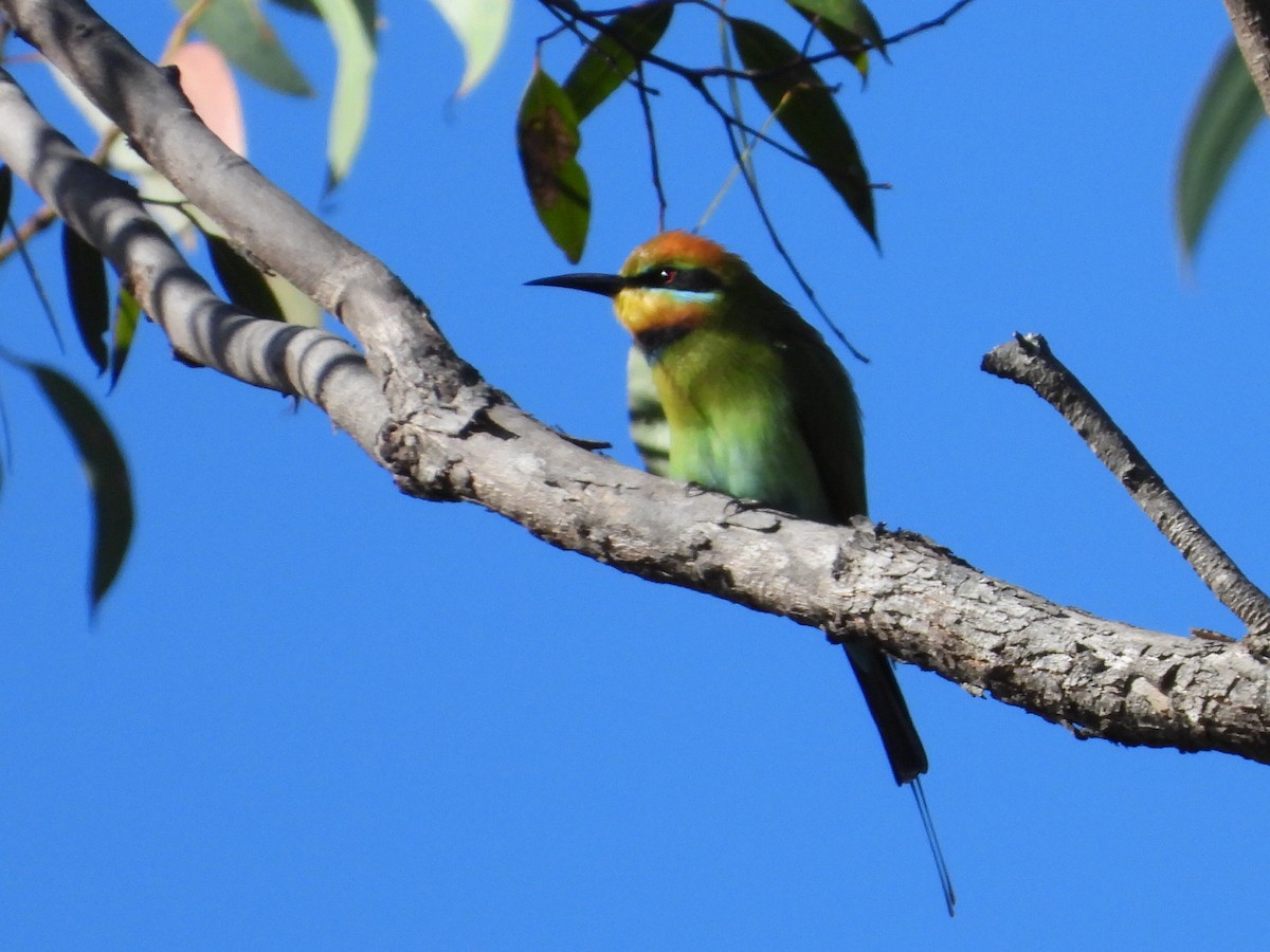 Rainbow Bee-eater - ML619923557