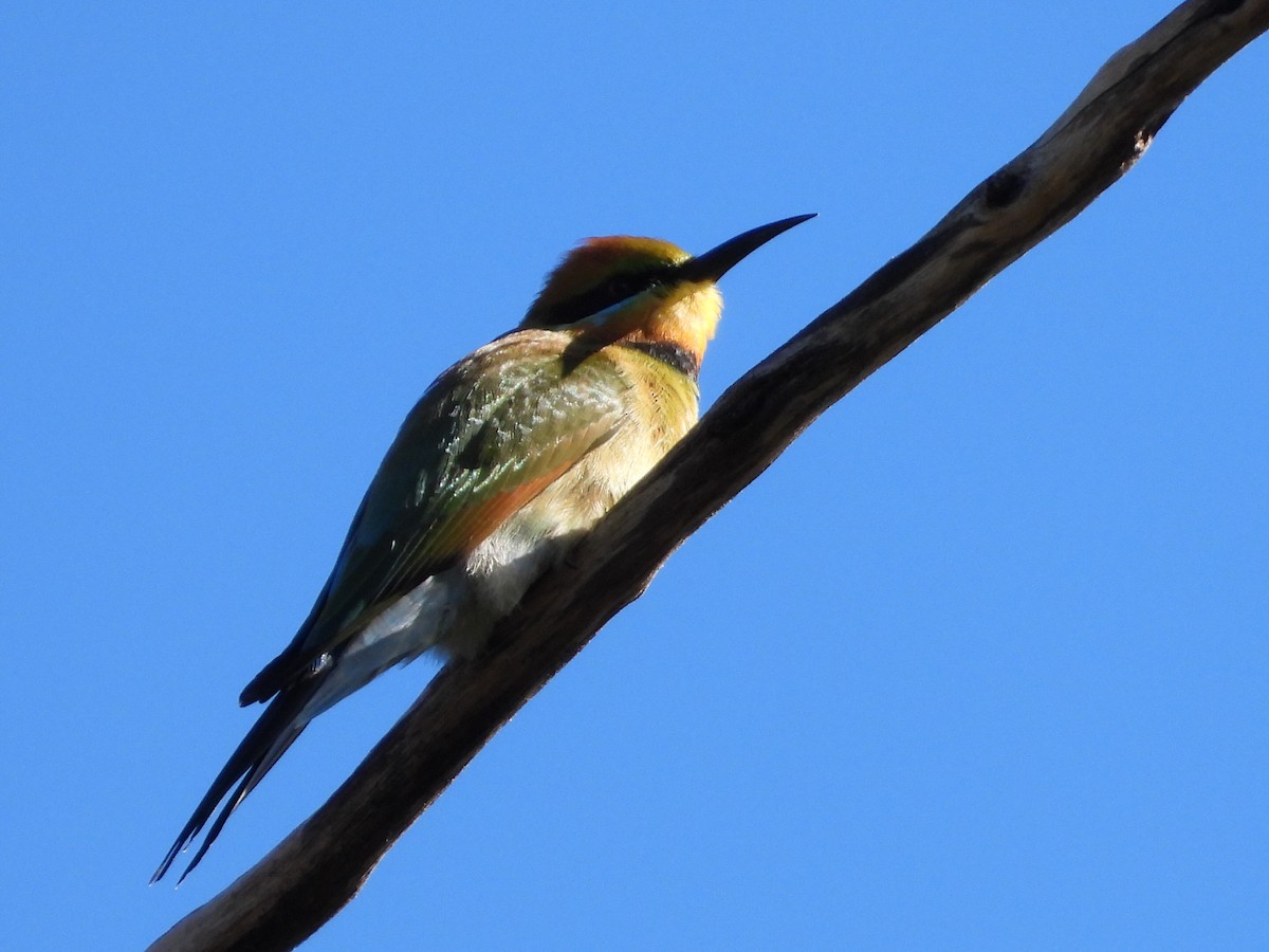 Rainbow Bee-eater - ML619923558