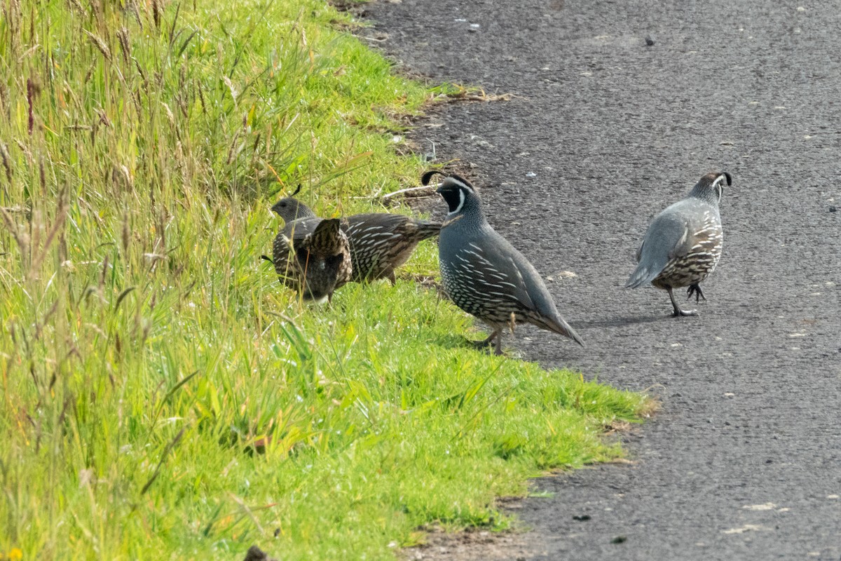 California Quail - ML619923559