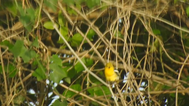 Common Iora - ML619923569