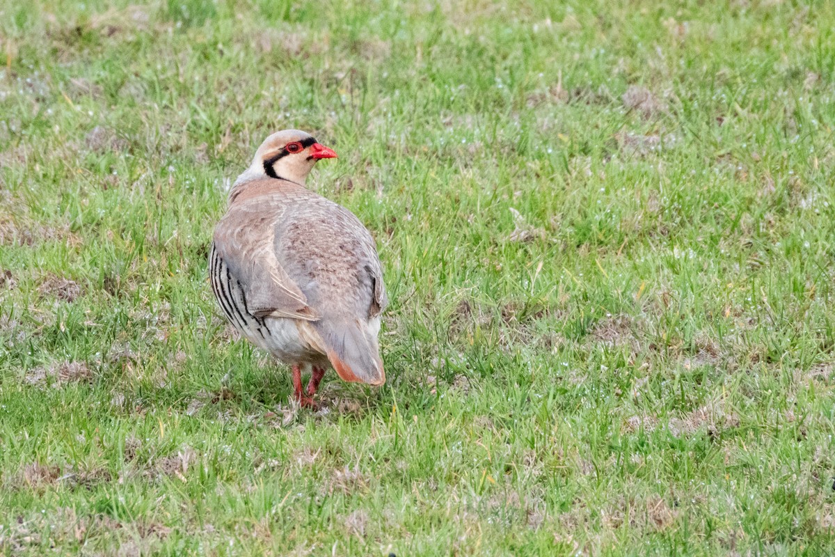 Chukar - ML619923572