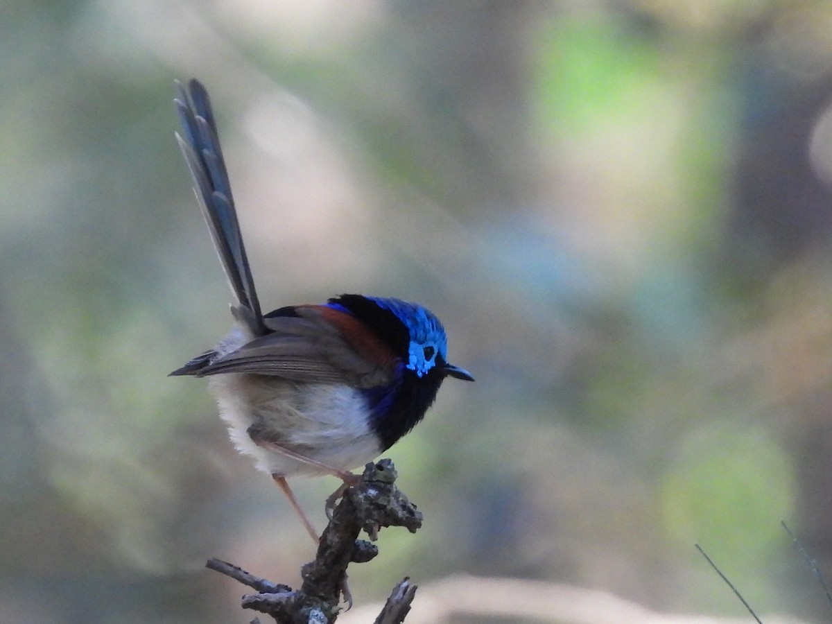 Variegated Fairywren - ML619923574