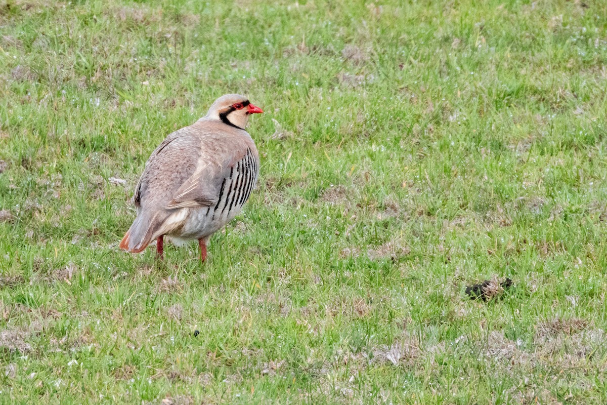 Chukar - ML619923575