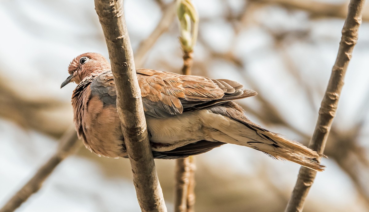 Laughing Dove - ML619923578
