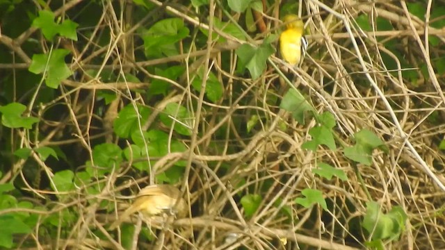 Бюльбюль таїландський - ML619923579