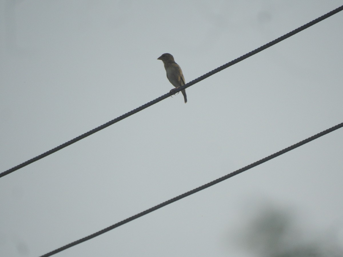 Plain-backed Sparrow - ML619923584
