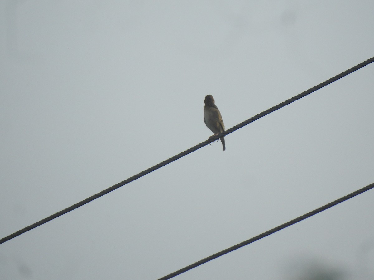 Plain-backed Sparrow - ML619923585