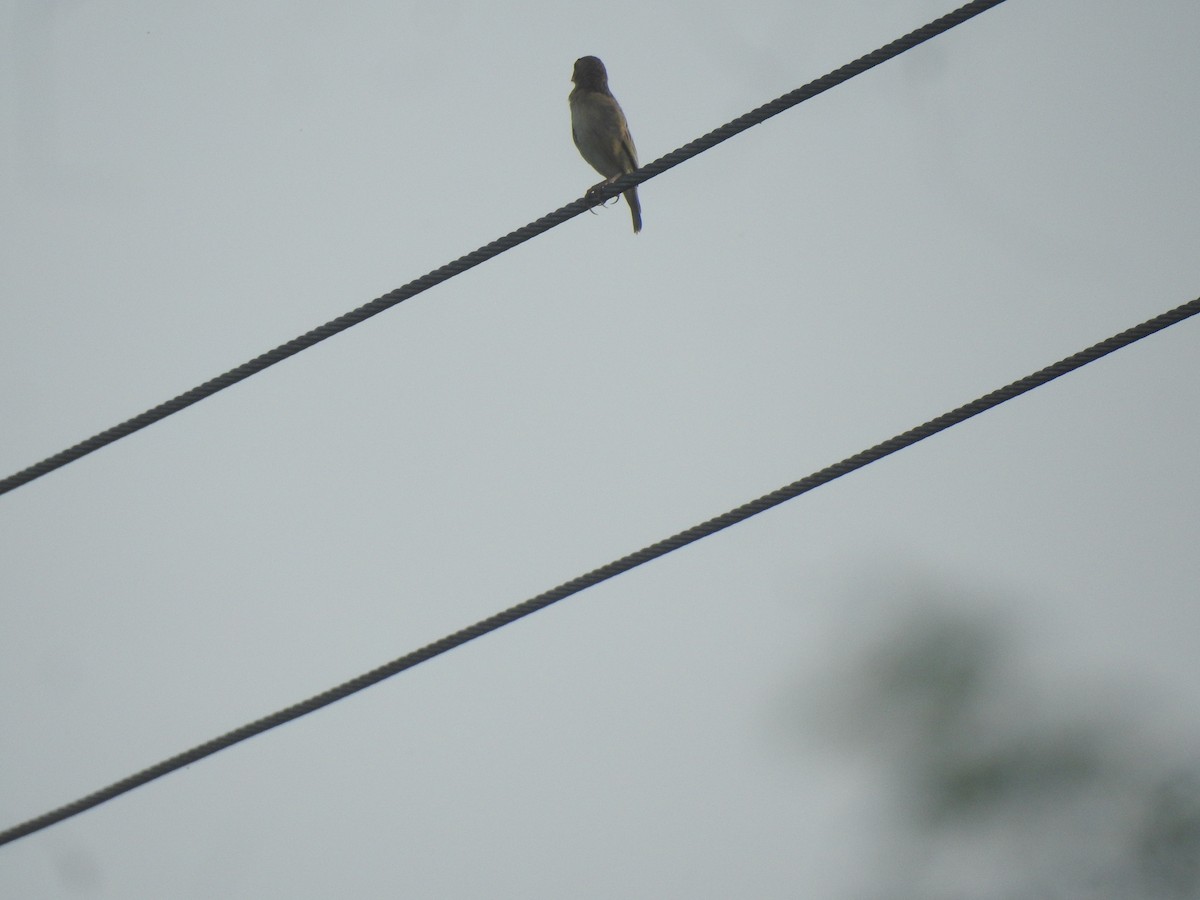 Plain-backed Sparrow - ML619923586