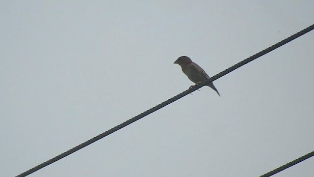 Plain-backed Sparrow - ML619923587