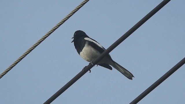 Shama dayal - ML619923594