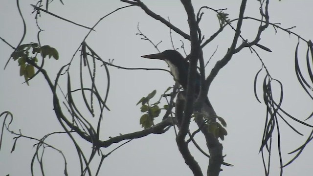 Martin-chasseur de Smyrne - ML619923604