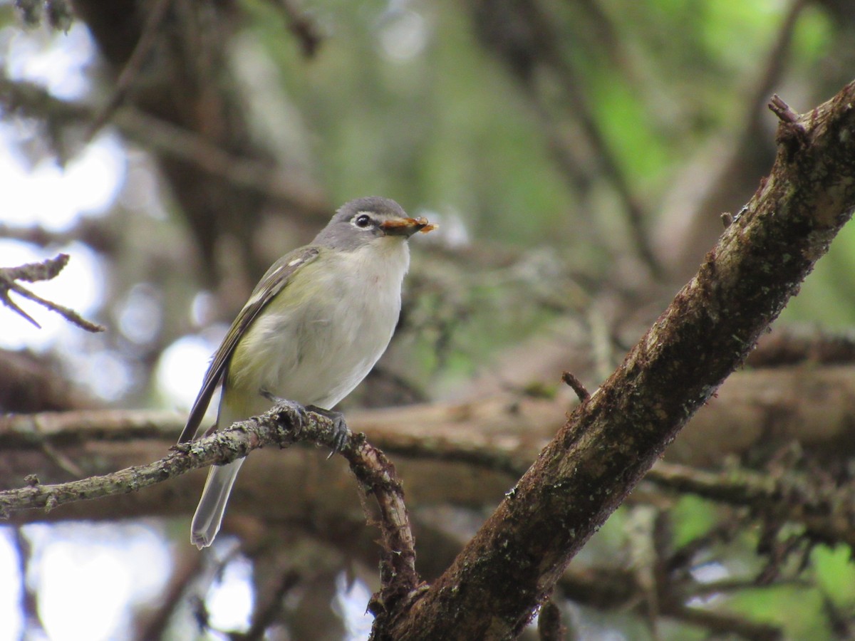 Mavi Başlı Vireo - ML619923608