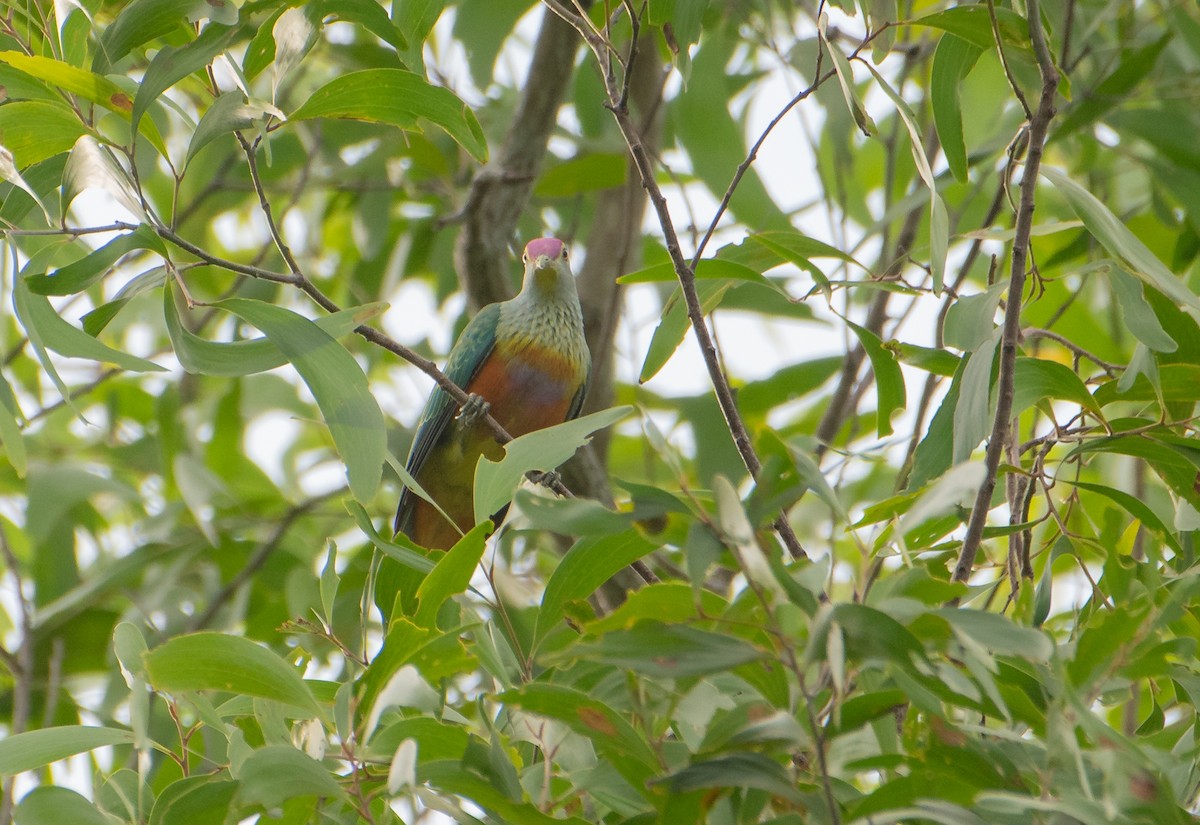 Rose-crowned Fruit-Dove - ML619923620
