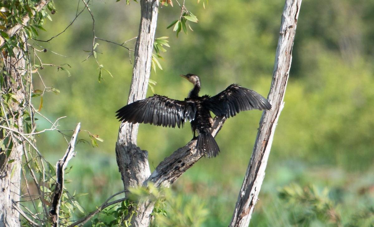 Little Pied Cormorant - ML619923626