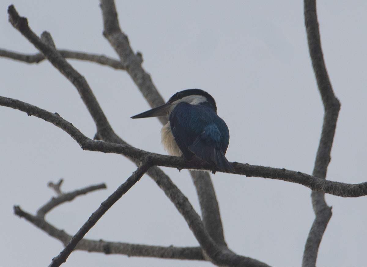 Forest Kingfisher - ML619923634
