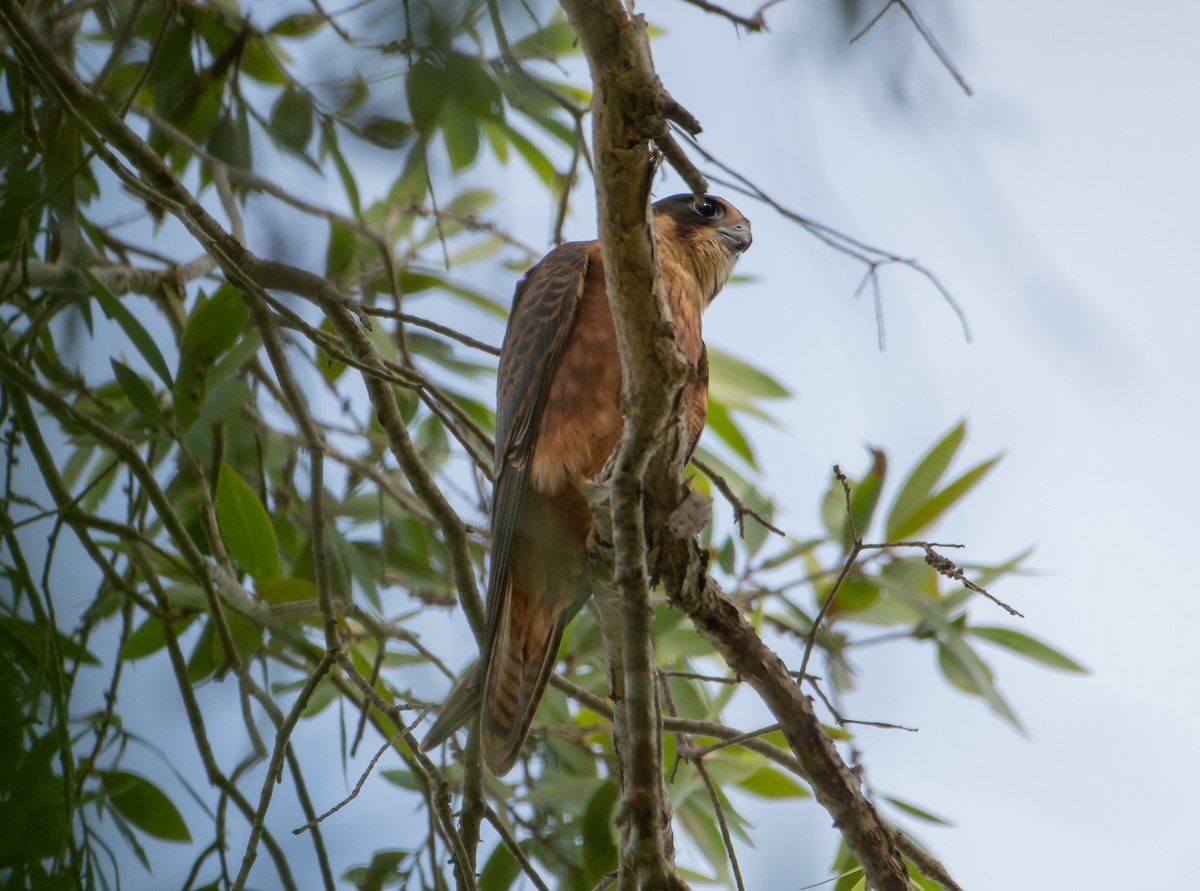 Australian Hobby - Bill Bacon