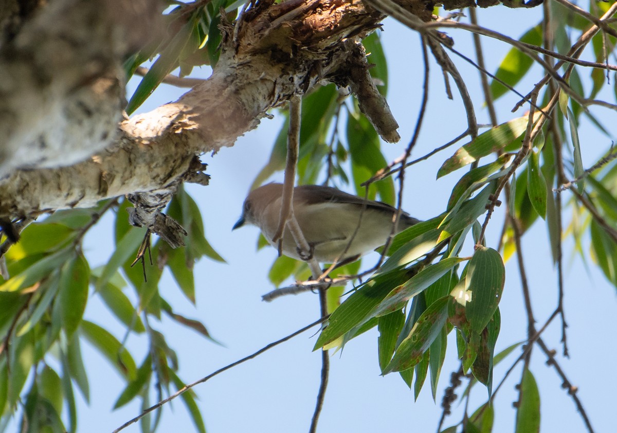 Green-backed Gerygone - Bill Bacon