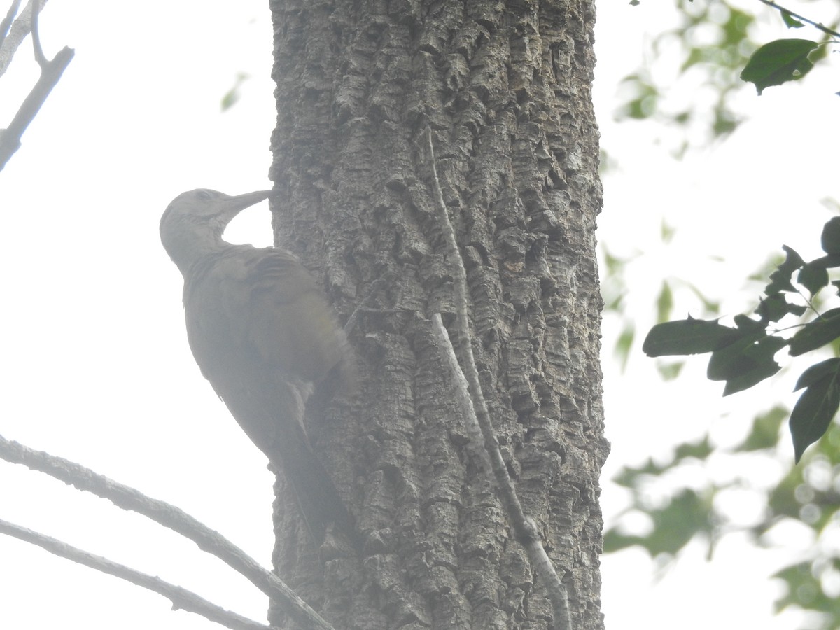 Gray-headed Woodpecker (Black-naped) - Francis D'Souza