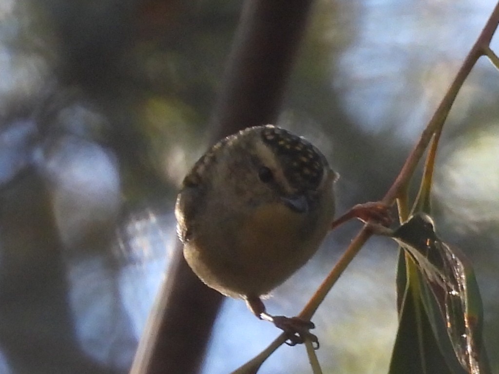 Spotted Pardalote - ML619923661