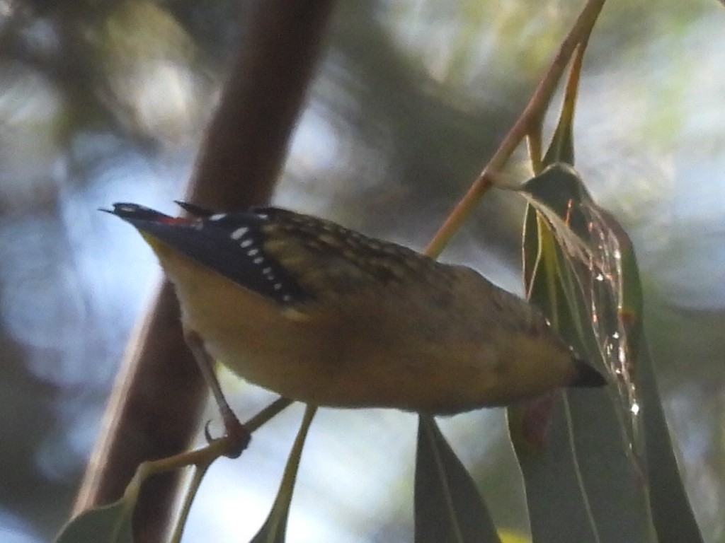 Spotted Pardalote - ML619923662